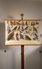 Uilen en Roofvogels