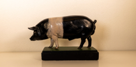 Varken  Britisch Saddleback