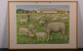 Schapen