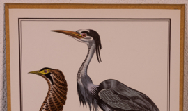 Vogelplaatje 1 Litho