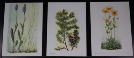 6 Plaatjes Botanisch