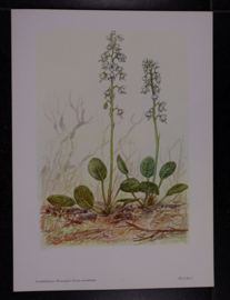 6 plaatjes Botanisch