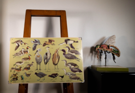 Watervogels