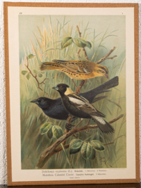 Bobolink + Bruinkopkoevogel
