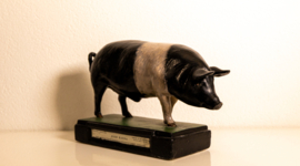 Varken  Britisch Saddleback