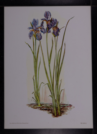 6 plaatjes Botanisch
