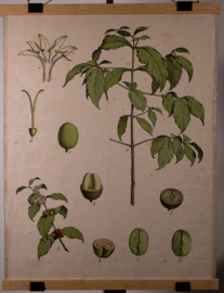 Koffie Litho