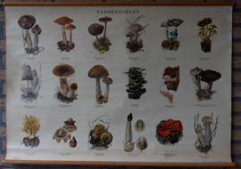 Paddestoelen II