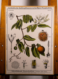 Schonbluhende Kautschukliane