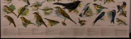 Zangvogels