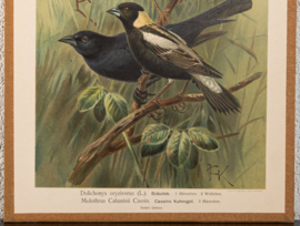 Bobolink + Bruinkopkoevogel