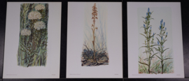6 plaatjes Botanisch
