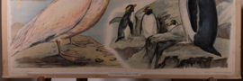 Pelikaan pinguin kokmeeuw