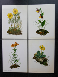 4 Schoolplaatjes    Botanisch  1