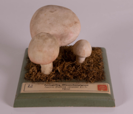 Agaricus (Psalliota) Compester