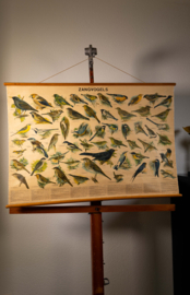 Zangvogels