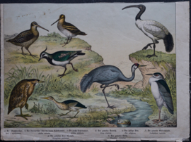 Schreiber Kievit Ibis Kraanvogel
