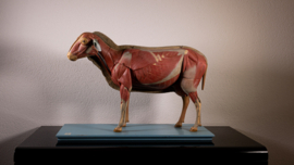 Schaap