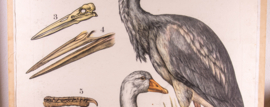 Reiger gans