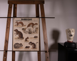 Wezel hermelijn rat muis