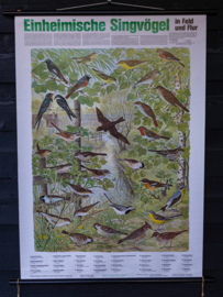 Zangvogels oa Roodborst en Zwaluw