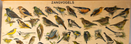 Zangvogels