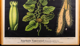 Angebaute Yanswurzel
