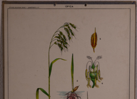 Botanisch  7