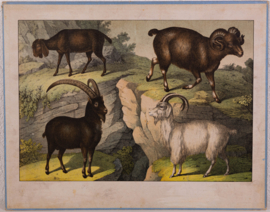 Schreiber Wild Schaap Wilde Geit