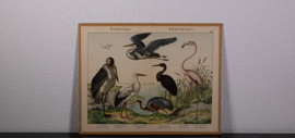Schreiber Ooievaar en Flamingo