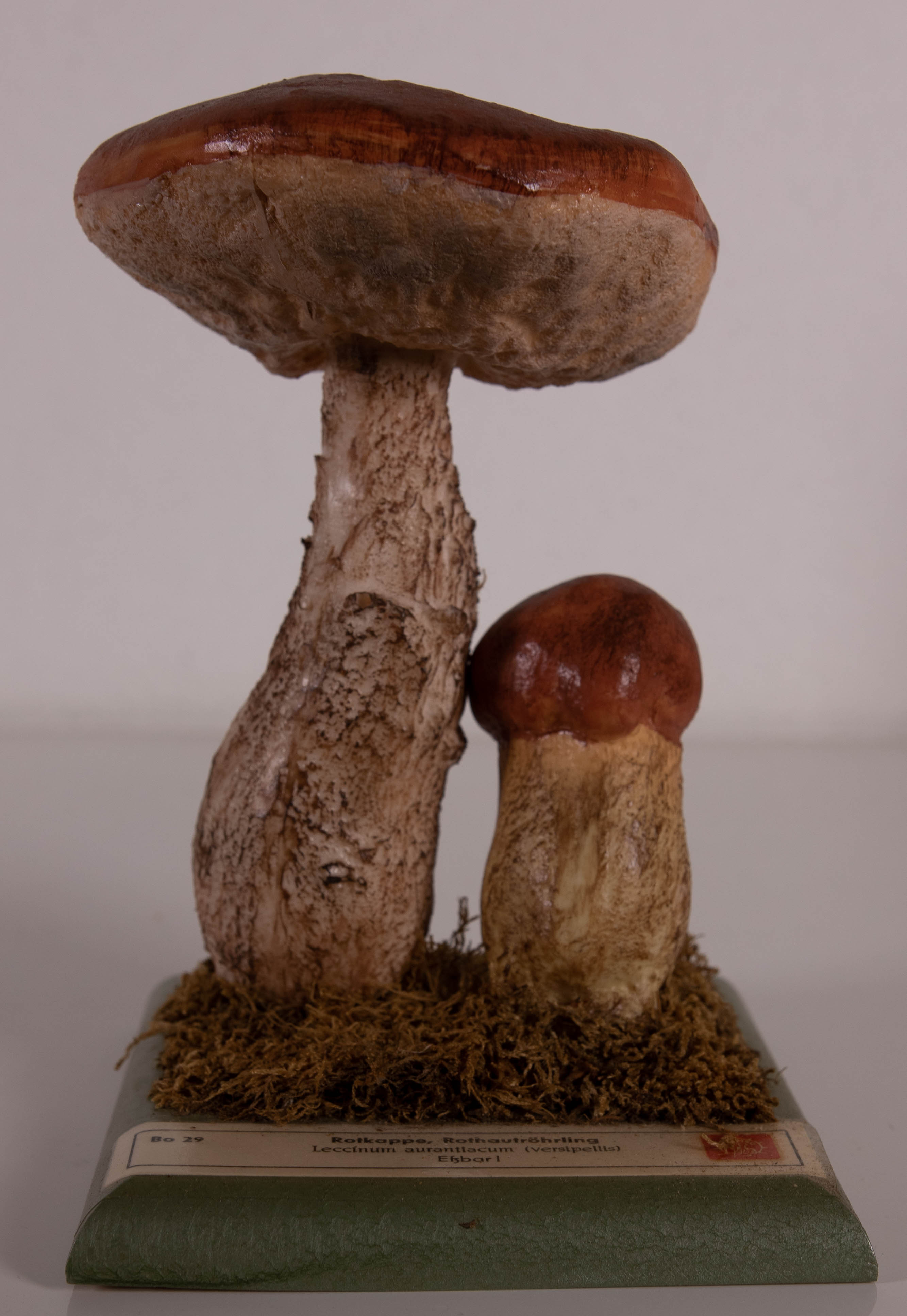 Leccinum Aaurantiacum