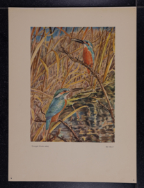 Beschermde vogels