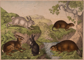 Schreiber  Haas Konijn