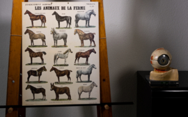 Paarden en ezels