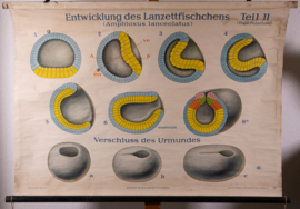 Ontwikkeling vd Lancetvis