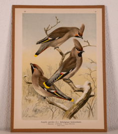 Pestvogel