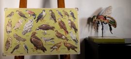 Roofvogels