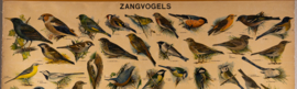 Zangvogels