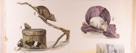 Muis rat bever