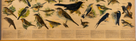 Zangvogels