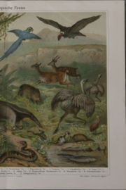 Neotropische Fauna