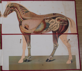 Paard anatomie