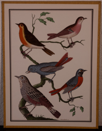 Vogelplaatje 4 Litho