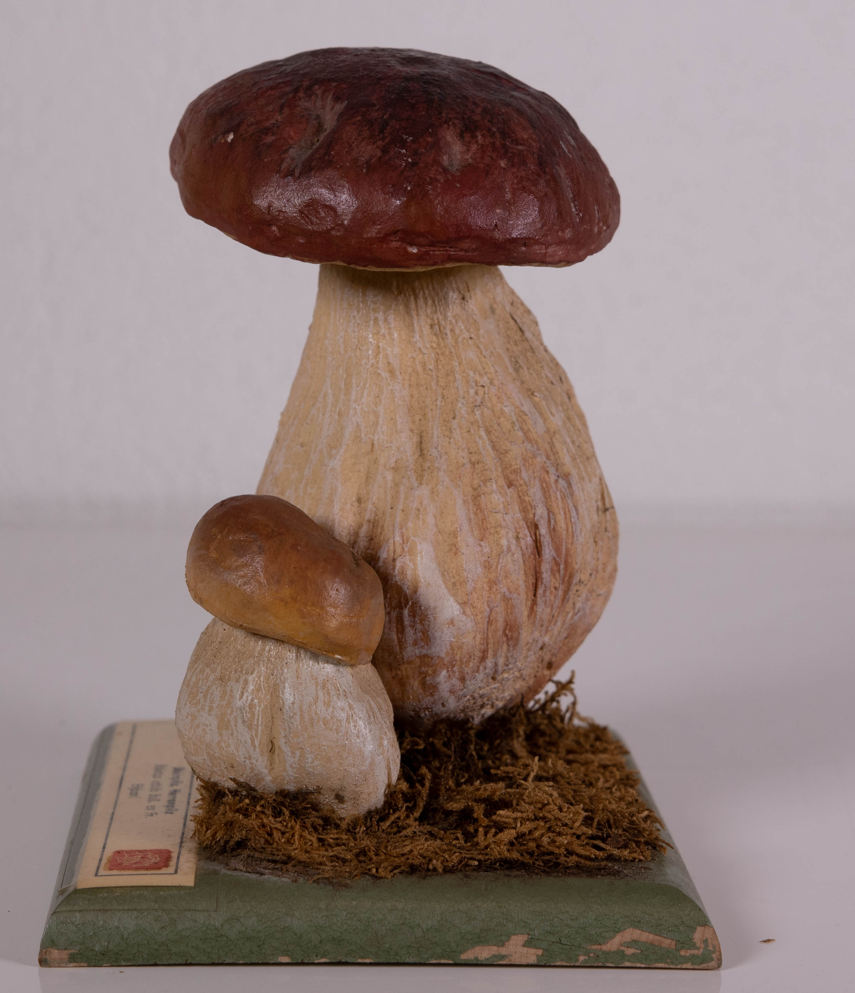 Boletus Edulis Bull