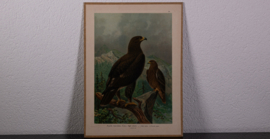 Grote Bonte Arend  Litho