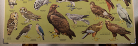 Roofvogels