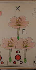 Erfelijkheidsleer Planten Mirabilis