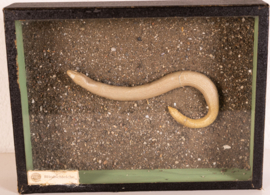 Vintage oude school  vitrine kastje  - Hazelworm .