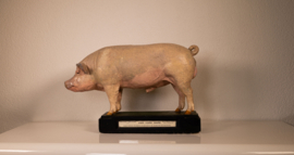 Varken Groot-Yorkshire