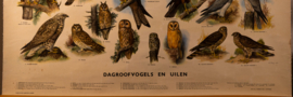 Dagroofvogels en uilen